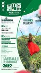 G- 爱巴厘绿色版面