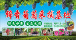 葡萄采摘基地