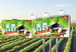 天然茄子