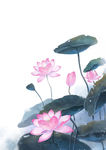 手绘中国风夏夜荷花