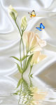 蝶恋花