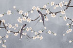 梅花装饰画