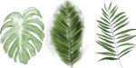 绿色植物画