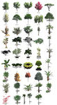 园林植物SU模型
