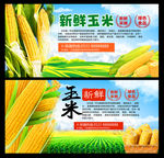 玉米