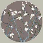 玉兰花鸟