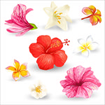 矢量手绘花朵百合花鲜花素材