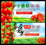 圣女果 小番茄
