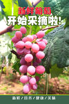 新鲜葡萄