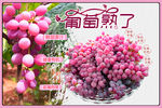 葡萄熟了