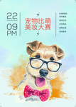 宠物