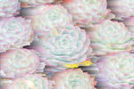 抽象花背景