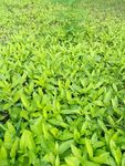 小草 绿色草地 绿草如茵 草叶