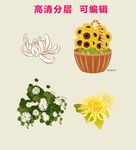 手绘菊花实物插画