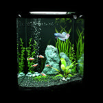 水族箱模型