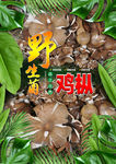 鸡枞海报