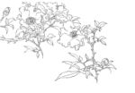 刺莉花线描