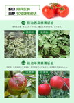 农作物病虫害宣传海报