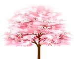 樱花树