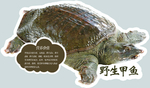 野生甲鱼挂牌