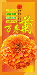 万寿菊