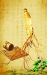 人参竹简-平面图
