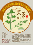艾草 艾叶 艾灸 手绘中药