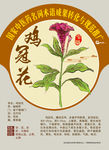 鸡冠花 老来红 手绘中药