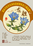 龙胆  手绘中药 国家中医药推