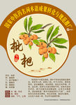 枇杷 中医药名词术语成果转化