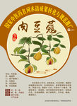 肉豆蔻 中药传承推广 手绘中药