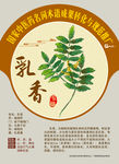 乳香 中医药名词 手绘中药