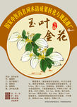玉叶金花 国家中医药名词