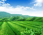 茶山