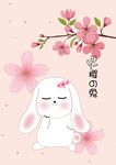 樱之兔3