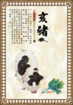 十二生肖文化 十二生肖  猪