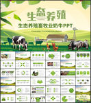 生态养殖畜牧业奶牛ppt