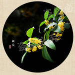 桂花