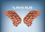 飞翔的翅膀