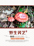 野生灵芝