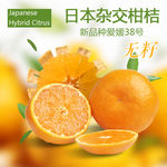 橘子   柑橘  主图