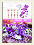 勿忘我