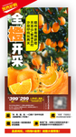 赣南橙子采摘旅游海报