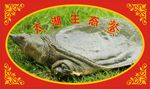 生态鳖卡片