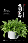 茼蒿