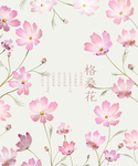 格桑花