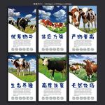 奶牛