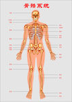 人体骨骼系统示意图