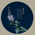 肾茶