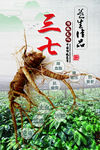 三七